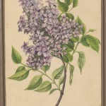 "Gałązka bzu"
Henryka Beyer (1782-1855)