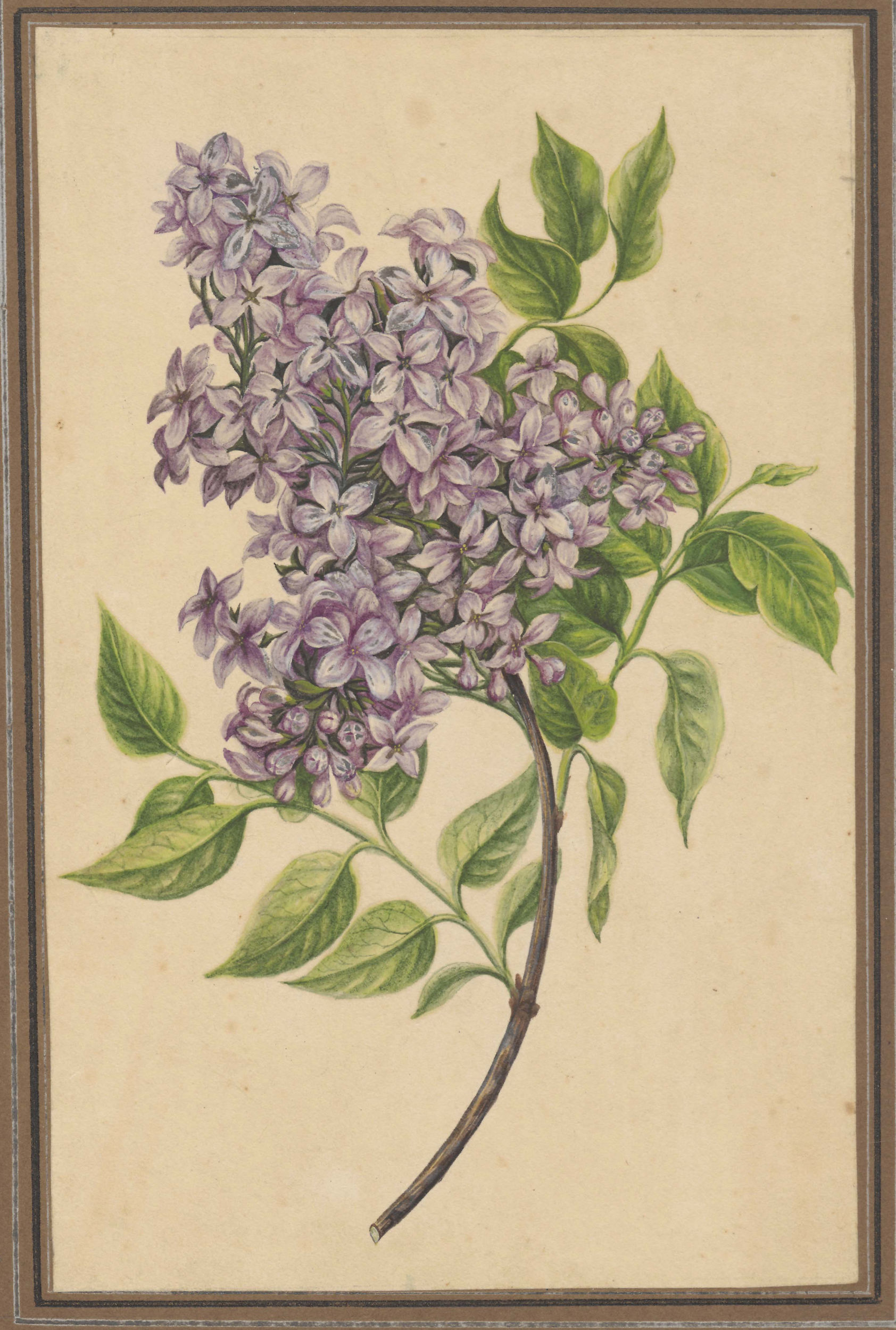 "Gałązka bzu"
Henryka Beyer (1782-1855)